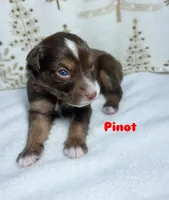 Pinot, a male Australian Shepherd for sale in Old Lyme, CT – Photo 5 of 6