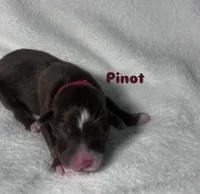 Pinot, a male Australian Shepherd for sale in Old Lyme, CT – Photo 6 of 6