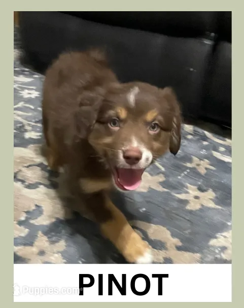 Pinot, a male Australian Shepherd for sale in Old Lyme, CT – Photo 2 of 6