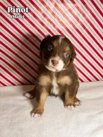 Pinot, a male Australian Shepherd for sale in Old Lyme, CT – Photo 4 of 6