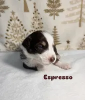Espresso, a male Australian Shepherd for sale in Old Lyme, CT – Photo 5 of 6