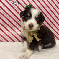 Espresso, a male Australian Shepherd for sale in Old Lyme, CT – Photo 5 of 7