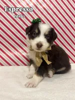 Espresso, a male Australian Shepherd for sale in Old Lyme, CT – Photo 4 of 6