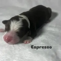 Espresso, a male Australian Shepherd for sale in Old Lyme, CT – Photo 7 of 7