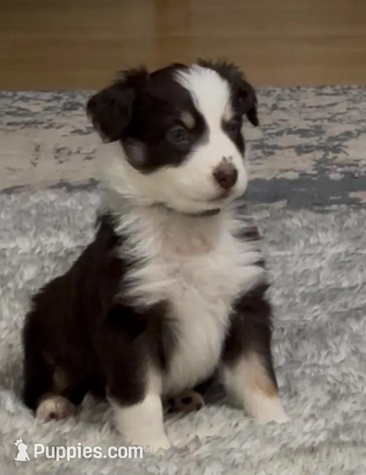 Espresso, a male Australian Shepherd for sale in Old Lyme, CT – Photo 3 of 6