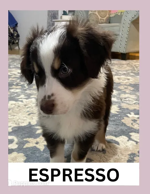 Espresso, a male Australian Shepherd for sale in Old Lyme, CT – Photo 2 of 6