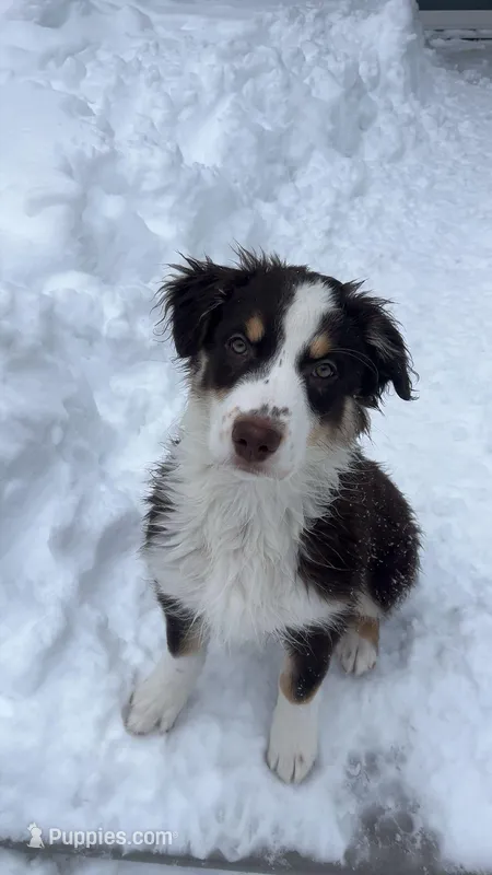 Espresso – Australian Shepherd puppy for sale in Old Lyme, CT