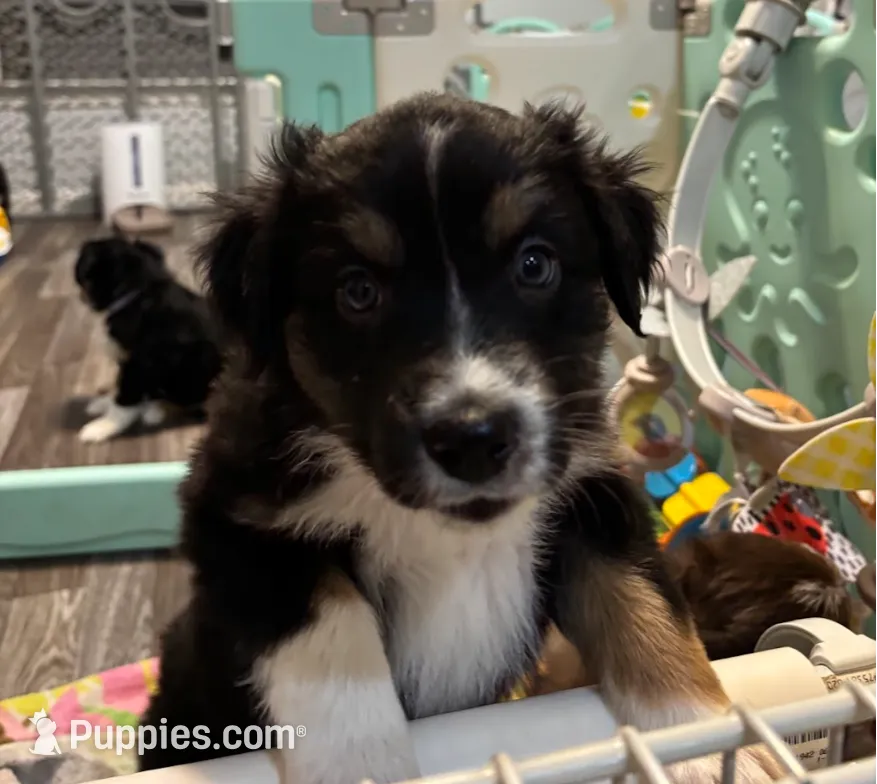 Tito, a male Australian Shepherd for sale in Old Lyme, CT – Photo 3 of 6