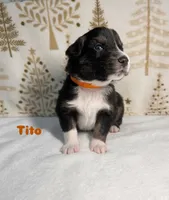 Tito, a male Australian Shepherd for sale in Old Lyme, CT – Photo 5 of 6