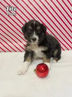 Tito, a male Australian Shepherd for sale in Old Lyme, CT – Photo 4 of 6