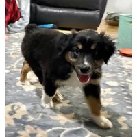 Tito, a male Australian Shepherd for sale in Old Lyme, CT – Photo 2 of 6