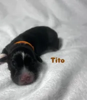 Tito, a male Australian Shepherd for sale in Old Lyme, CT – Photo 6 of 6