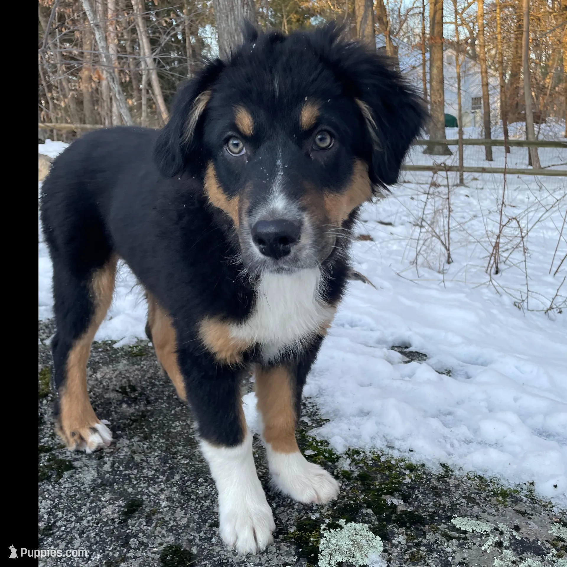 Tito – Australian Shepherd puppy for sale in Old Lyme, CT