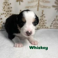Whiskey, a male Australian Shepherd for sale in Old Lyme, CT – Photo 6 of 7
