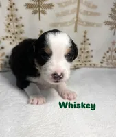 Whiskey, a male Australian Shepherd for sale in Old Lyme, CT – Photo 5 of 6