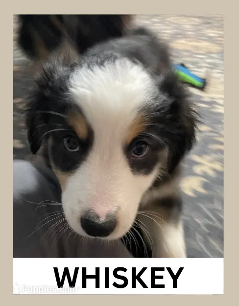 Whiskey, a male Australian Shepherd for sale in Old Lyme, CT – Photo 2 of 6