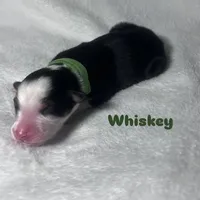 Whiskey, a male Australian Shepherd for sale in Old Lyme, CT – Photo 7 of 7