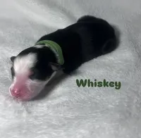 Whiskey, a male Australian Shepherd for sale in Old Lyme, CT – Photo 6 of 6