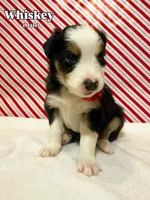 Whiskey, a male Australian Shepherd for sale in Old Lyme, CT – Photo 4 of 6
