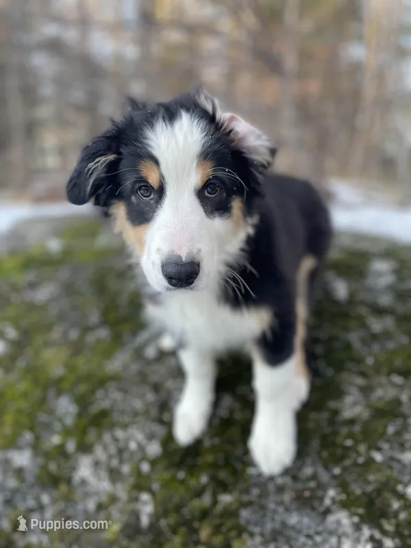 Whiskey – Australian Shepherd puppy for sale in Old Lyme, CT