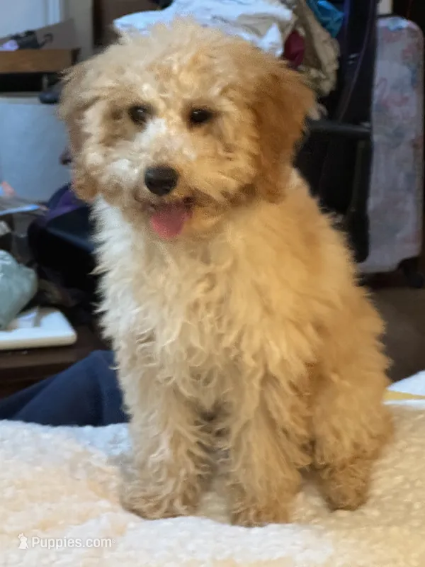 Theo – Miniature Goldendoodle puppy for sale in Joplin, MO