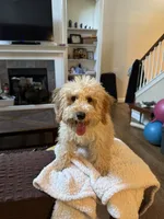 Theo, a male Miniature Goldendoodle for sale in Joplin, MO – 2 of 8