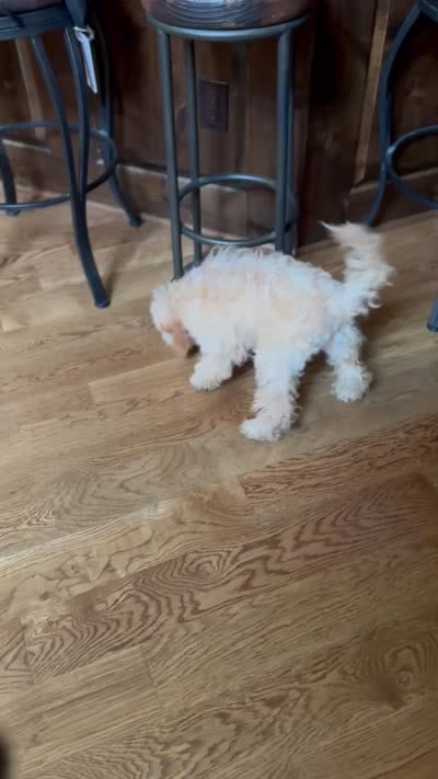 Theo, a male Miniature Goldendoodle for sale in Joplin, MO – 7 of 8