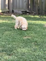 Theo, a male Miniature Goldendoodle for sale in Joplin, MO – 6 of 8