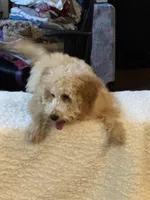 Theo, a male Miniature Goldendoodle for sale in Joplin, MO – 4 of 8