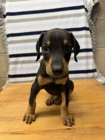 Liam, a male Doberman Pinscher for sale in Joplin, MO – 2 of 10
