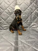 Luna - EARS CROPPED, a female Doberman Pinscher for sale in Joplin, MO – 4 of 10