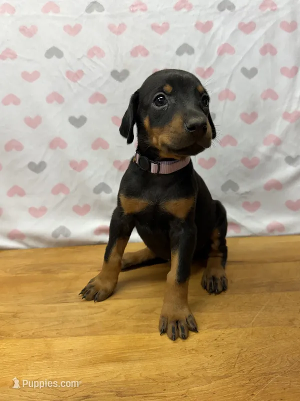 Light Purple – Doberman Pinscher puppy for sale in Joplin, MO