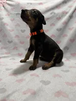 Orange, a female Doberman Pinscher for sale in Joplin, MO – 1 of 7