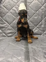 Julian - EARS CROPPED, a male Doberman Pinscher for sale in Joplin, MO – 3 of 8