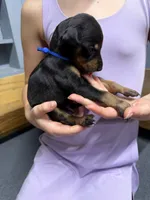 Dark Blue, a male Doberman Pinscher for sale in Joplin, MO – 1 of 6