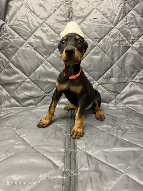 Mayday - EARS CROPPED – Doberman Pinscher puppy for sale in Joplin, MO
