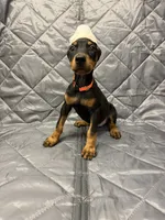 Mayday - EARS CROPPED, a female Doberman Pinscher for sale in Joplin, MO – 1 of 7