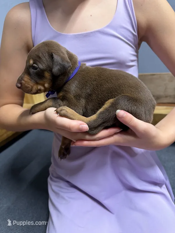 Purple – Doberman Pinscher puppy for sale in Joplin, MO