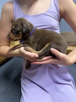 Purple, a female Doberman Pinscher for sale in Joplin, MO – 1 of 6