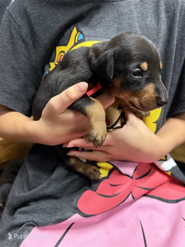 Red – Doberman Pinscher puppy for sale in Joplin, MO