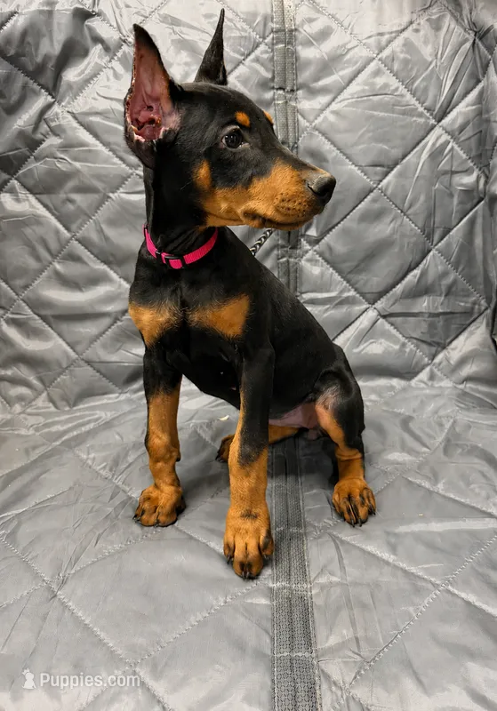 Mayday - EARS CROPPED - READY FOR HOME – Doberman Pinscher puppy for sale in Joplin, MO