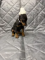 Ivy - EARS CROPPED, a female Doberman Pinscher for sale in Joplin, MO – 5 of 10