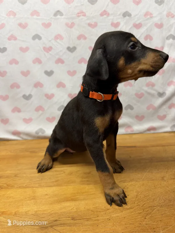 Orange – Doberman Pinscher puppy for sale in Joplin, MO