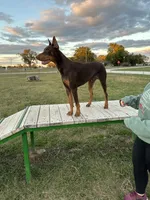 Red & Rust Male, a male Doberman Pinscher for sale in Joplin, MO – 2 of 5