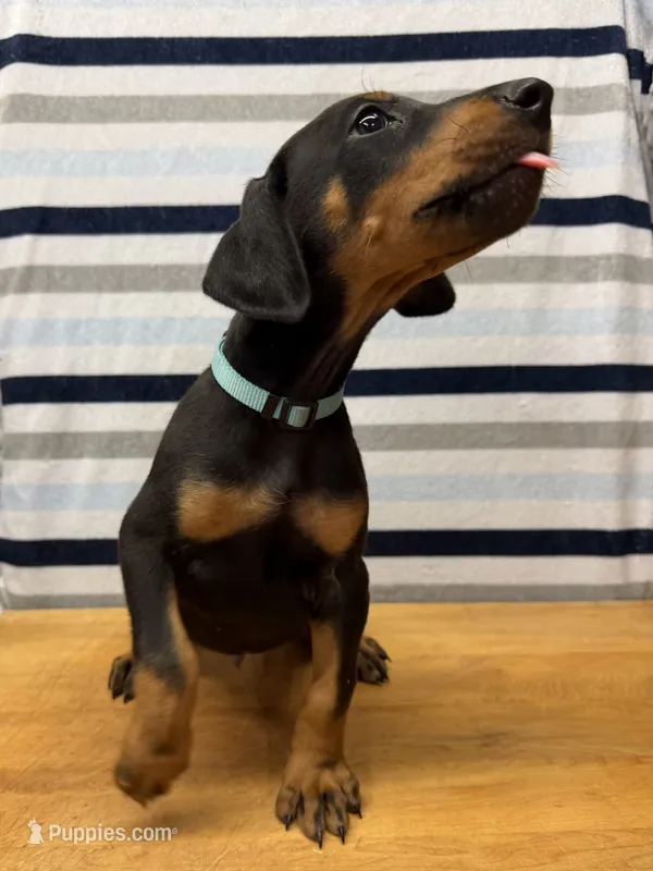 Mr. Uno – Doberman Pinscher puppy for sale in Joplin, MO