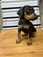 Liam, a male Doberman Pinscher for sale in Joplin, MO – 4 of 10