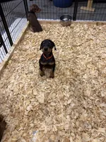 Mayday, a female Doberman Pinscher for sale in Joplin, MO – 3 of 10