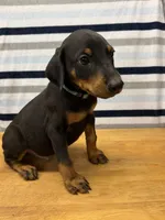 Mr. Uno, a male Doberman Pinscher for sale in Joplin, MO – 3 of 8