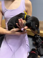 Yellow, a female Doberman Pinscher for sale in Joplin, MO – 2 of 7