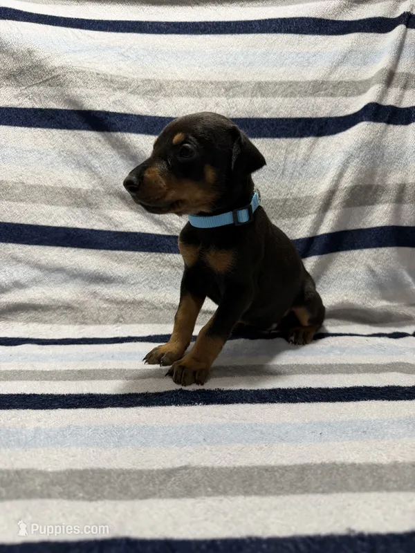 Light Blue – Doberman Pinscher puppy for sale in Joplin, MO